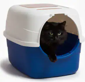 ARENERO CERRADO GATITO REY