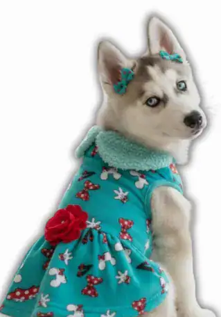 Vestido Carnero